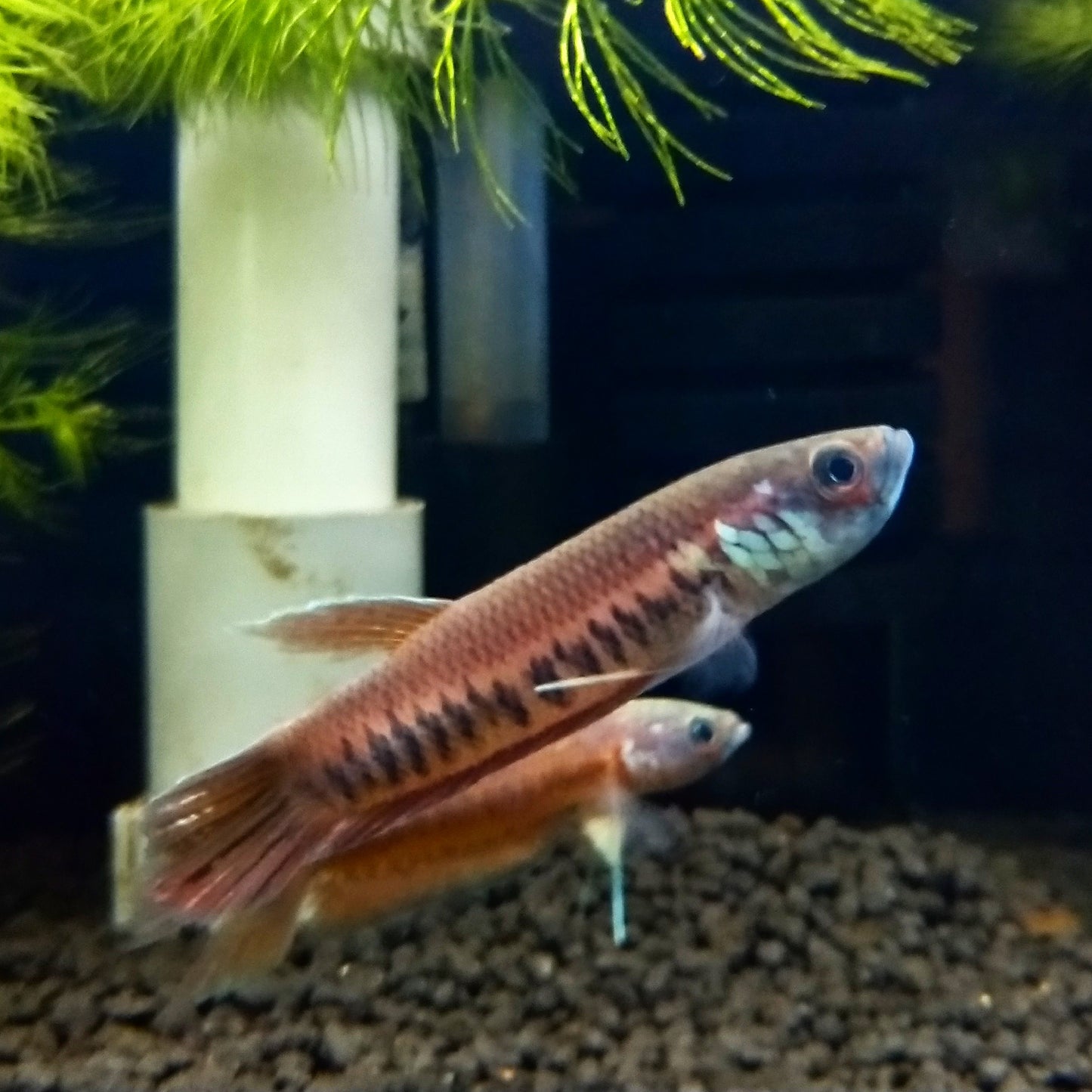 Betta Patoti