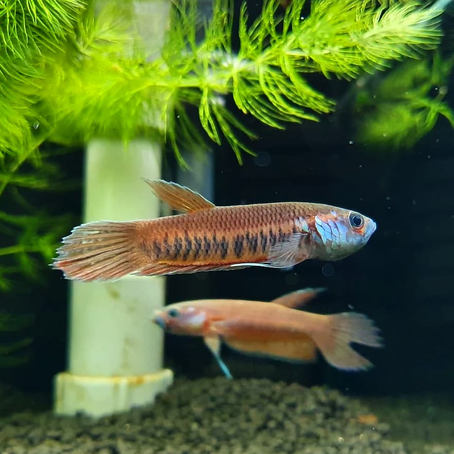 Betta Patoti