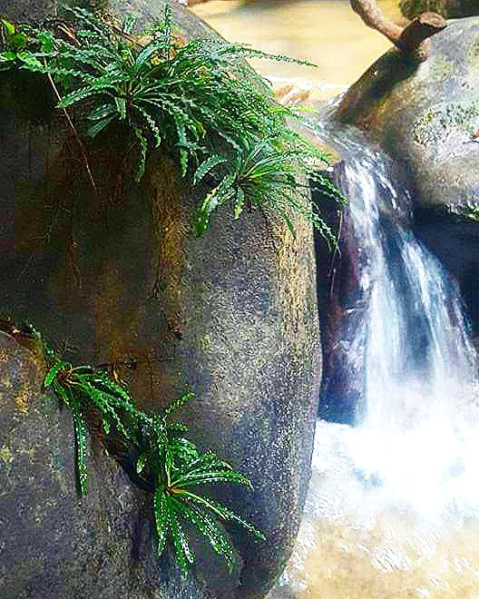 Fenestratarum Mulyadii