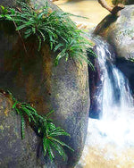 Fenestratarum Mulyadii