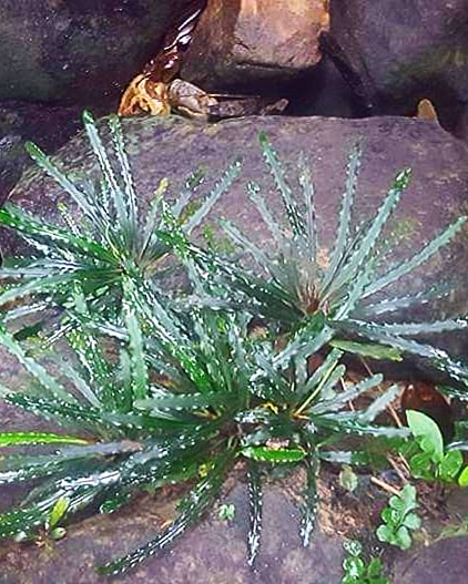 Fenestratarum Mulyadii