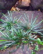 Fenestratarum Mulyadii