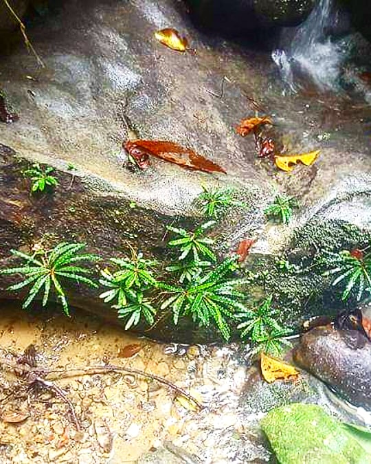 Fenestratarum Mulyadii