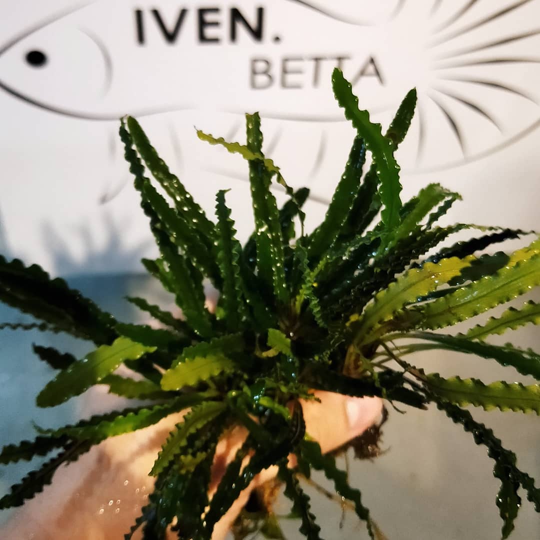 Fenestratarum Mulyadii