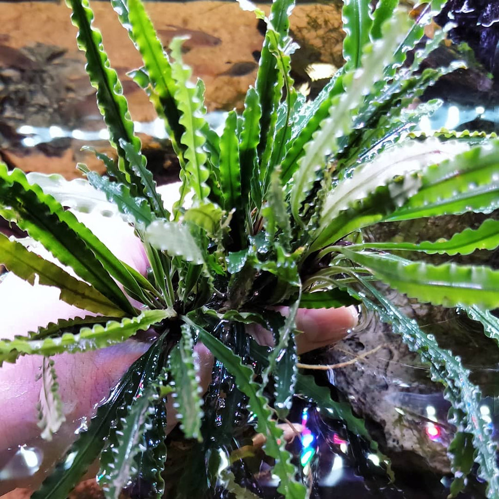 Fenestratarum Mulyadii