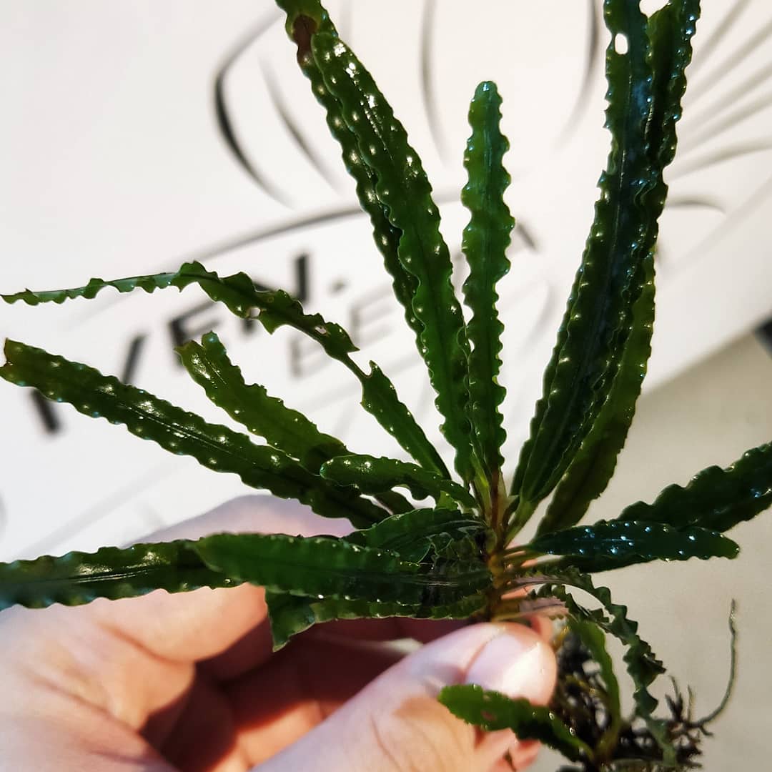 Fenestratarum Mulyadii