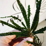 Fenestratarum Mulyadii