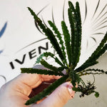 Fenestratarum Mulyadii