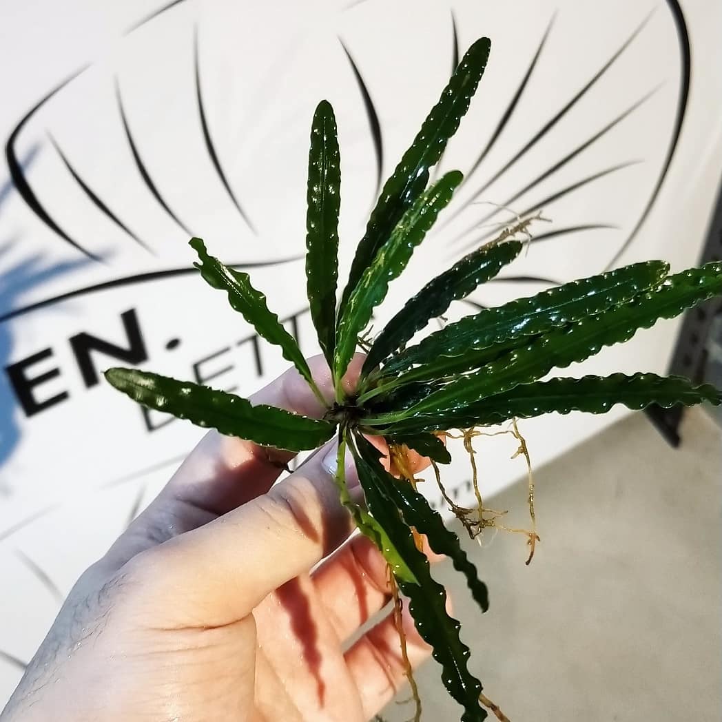 Fenestratarum Mulyadii