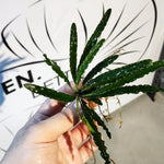 Fenestratarum Mulyadii