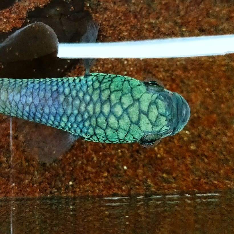 Betta sp. Antuta