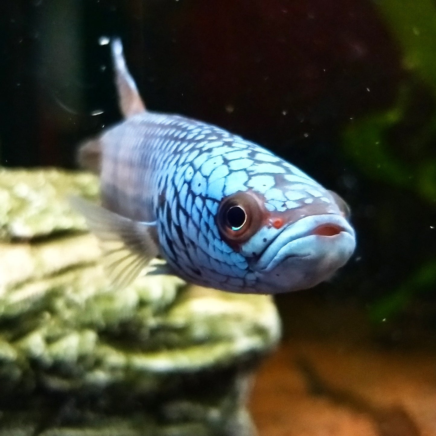 Betta sp. Antuta
