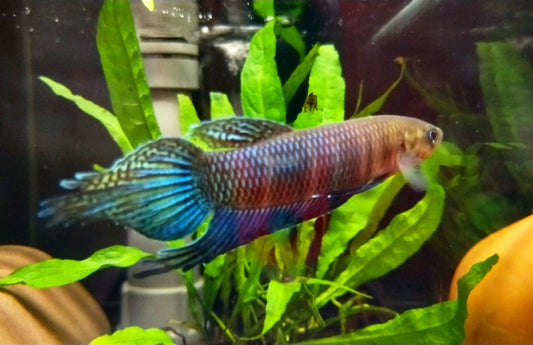 Betta Simorum