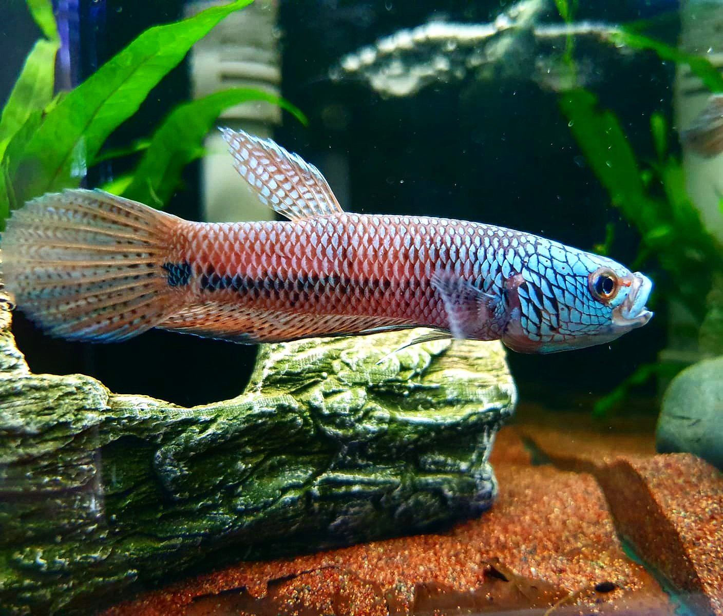 Betta sp. Antuta