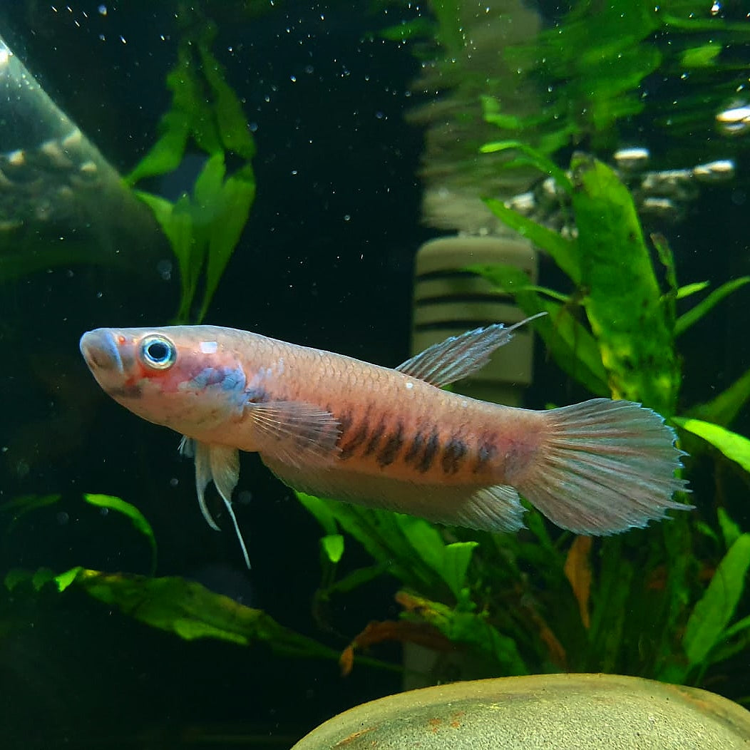 Betta Patoti