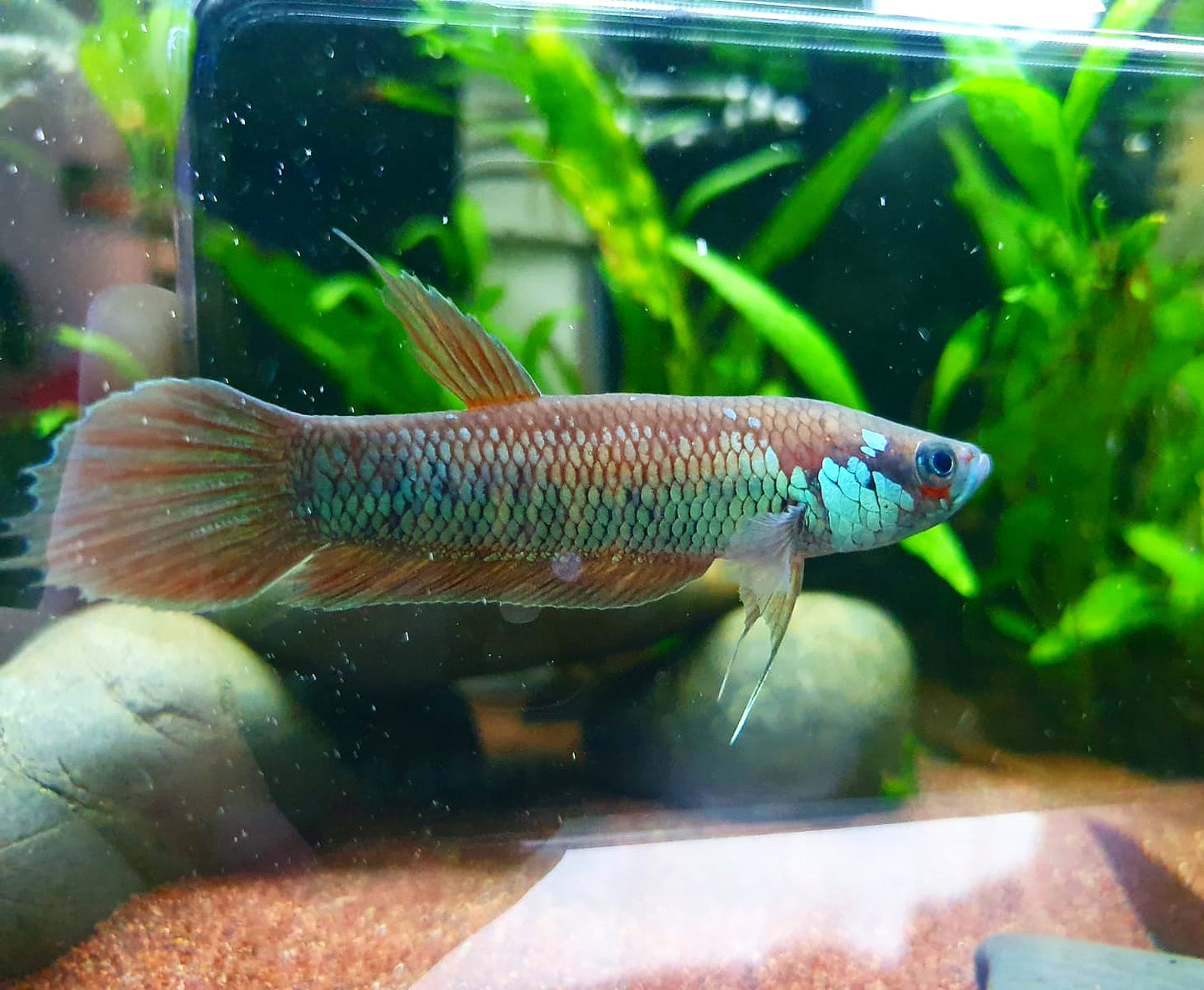 Betta Patoti