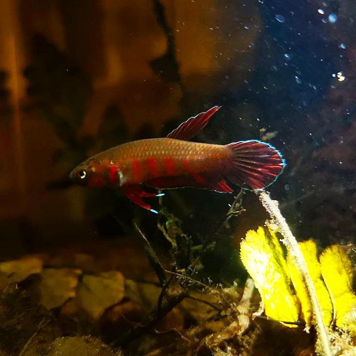 Betta Rubra