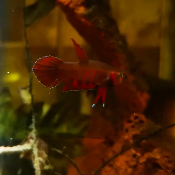 Betta Rubra