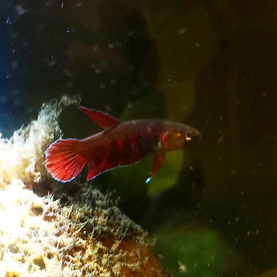 Betta Rubra