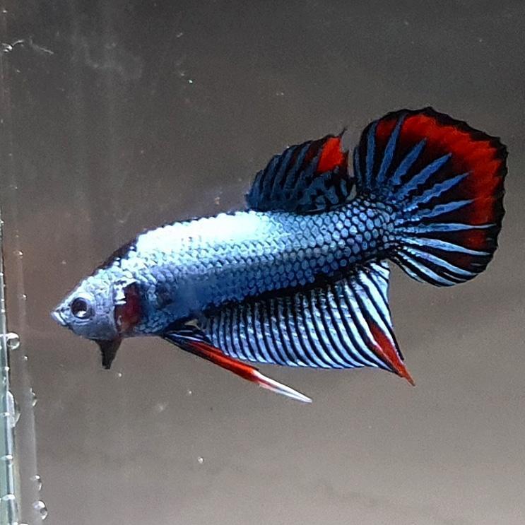 Betta var. 'Alien'
