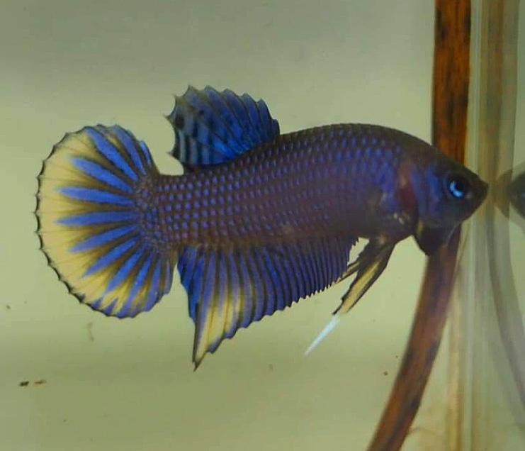 Betta var. 'Alien'