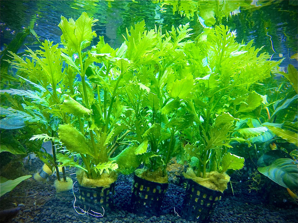 Hygrophila Difformis