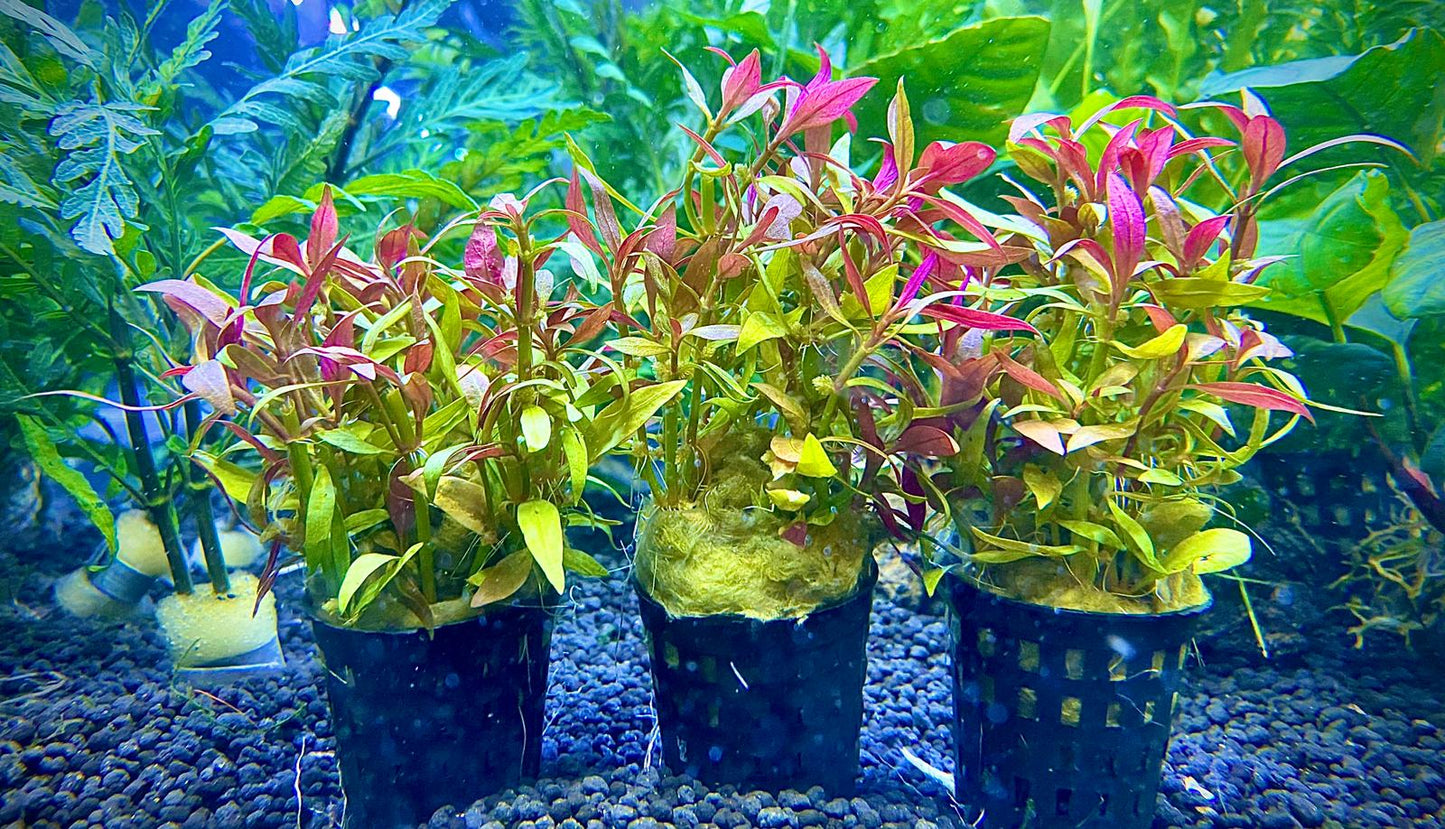 Alternanthera Reineckii 'Mini'