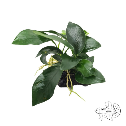 Anubias Barteri var. Mini Nana - Rock