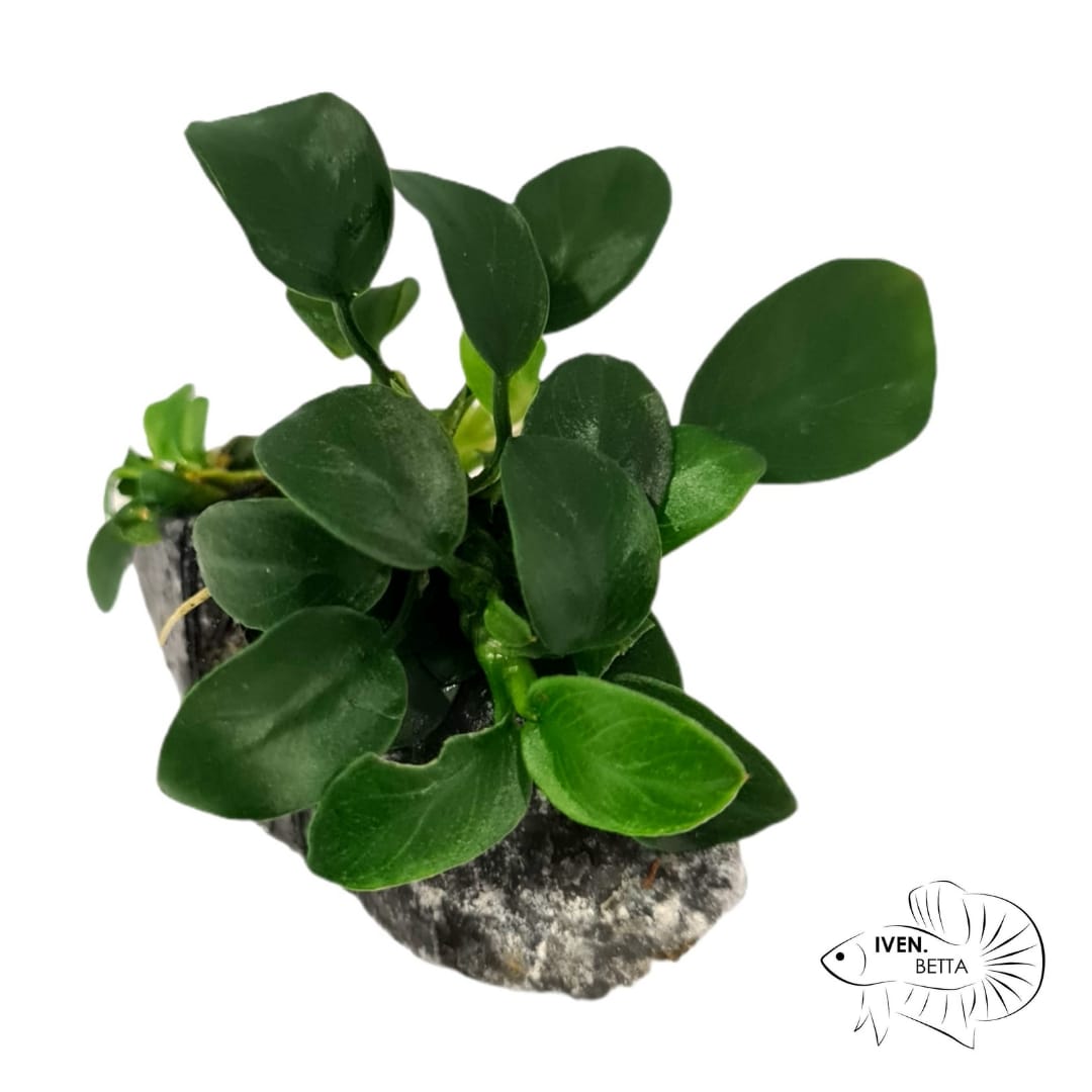 Anubias Barteri var. Petite Nana