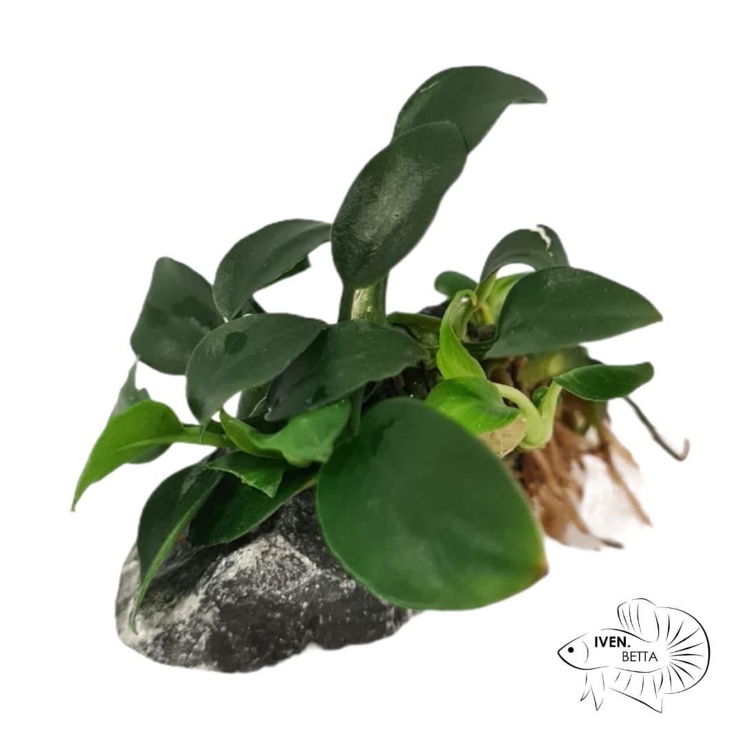 Anubias Barteri var. Petite Nana