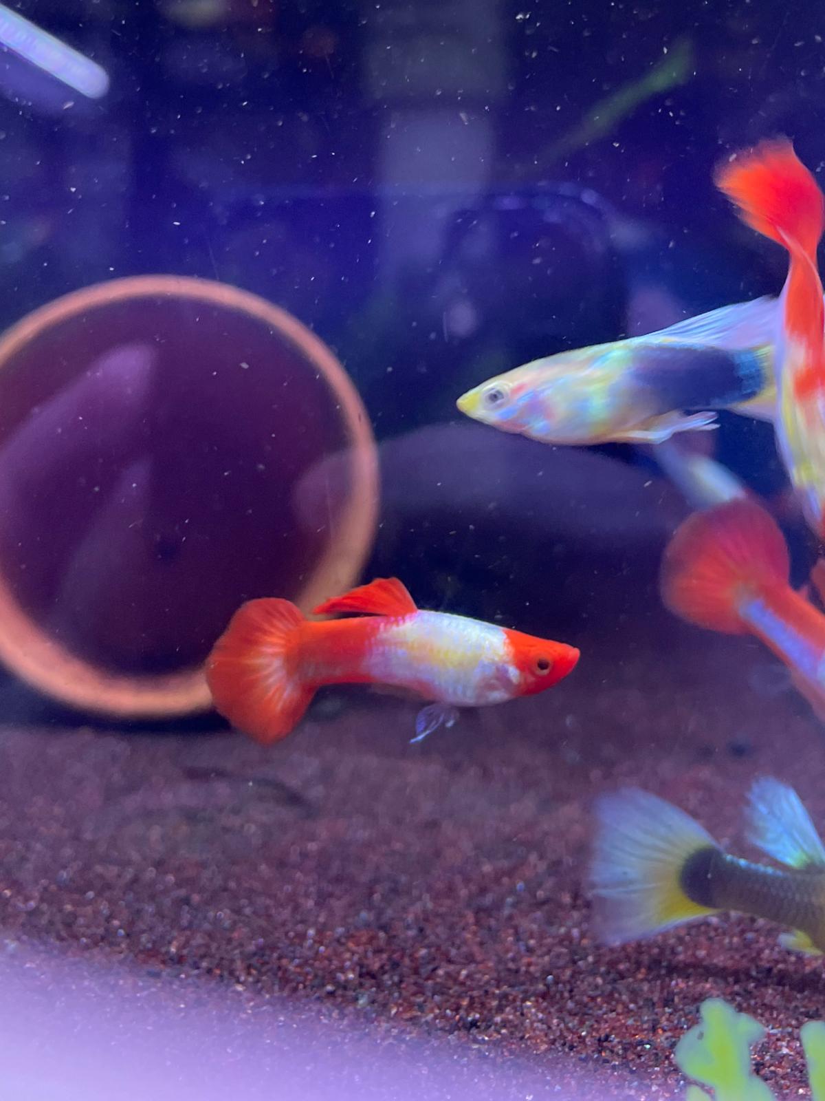 Poecilia Reticulata 'Golden Koi'