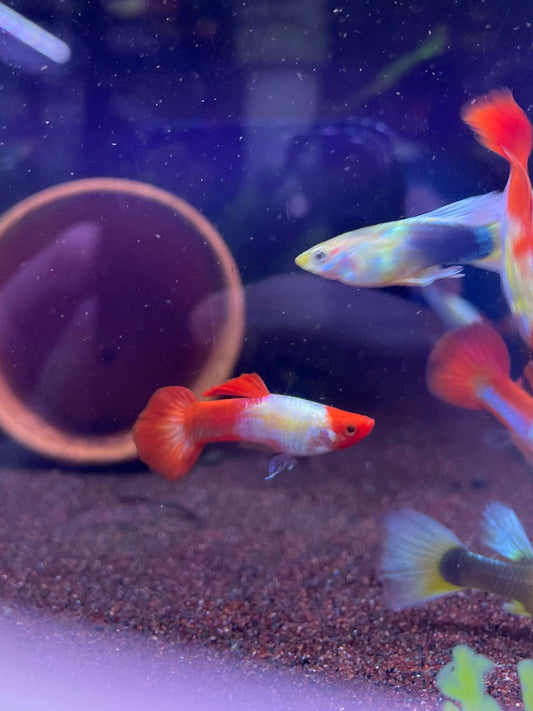 Poecilia Reticulata 'Golden Koi'