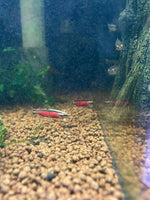 Nannostomus sp. ‘Super Red Cenepa’