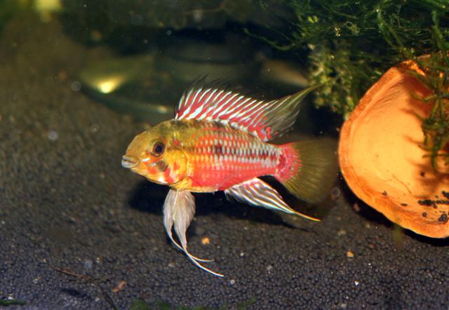 Apistogramma Hongsloi