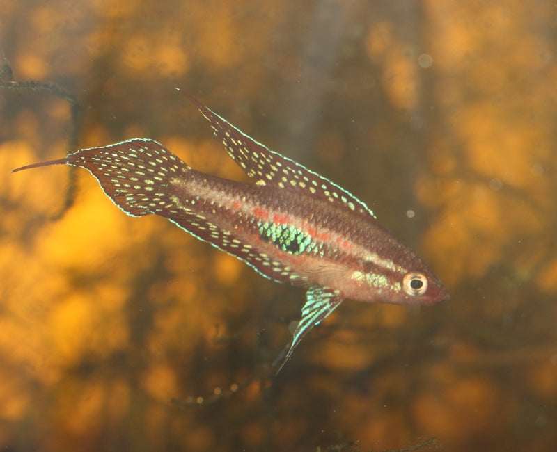 Parosphromenus Linkei