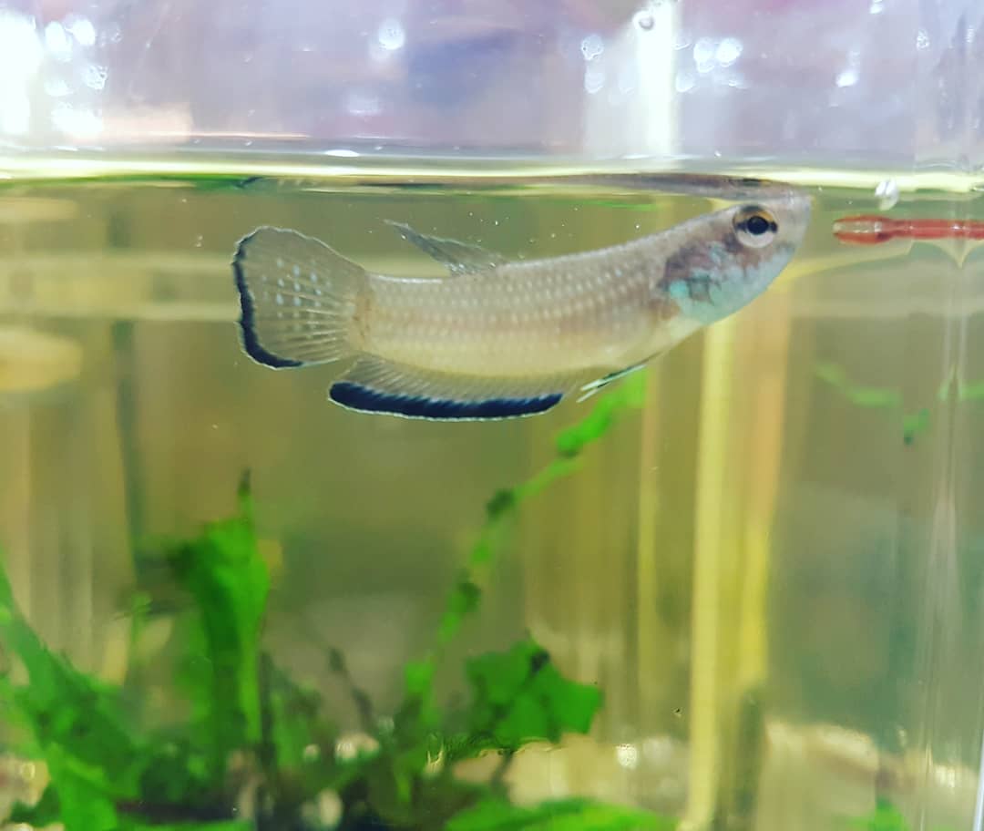 Betta Simplex
