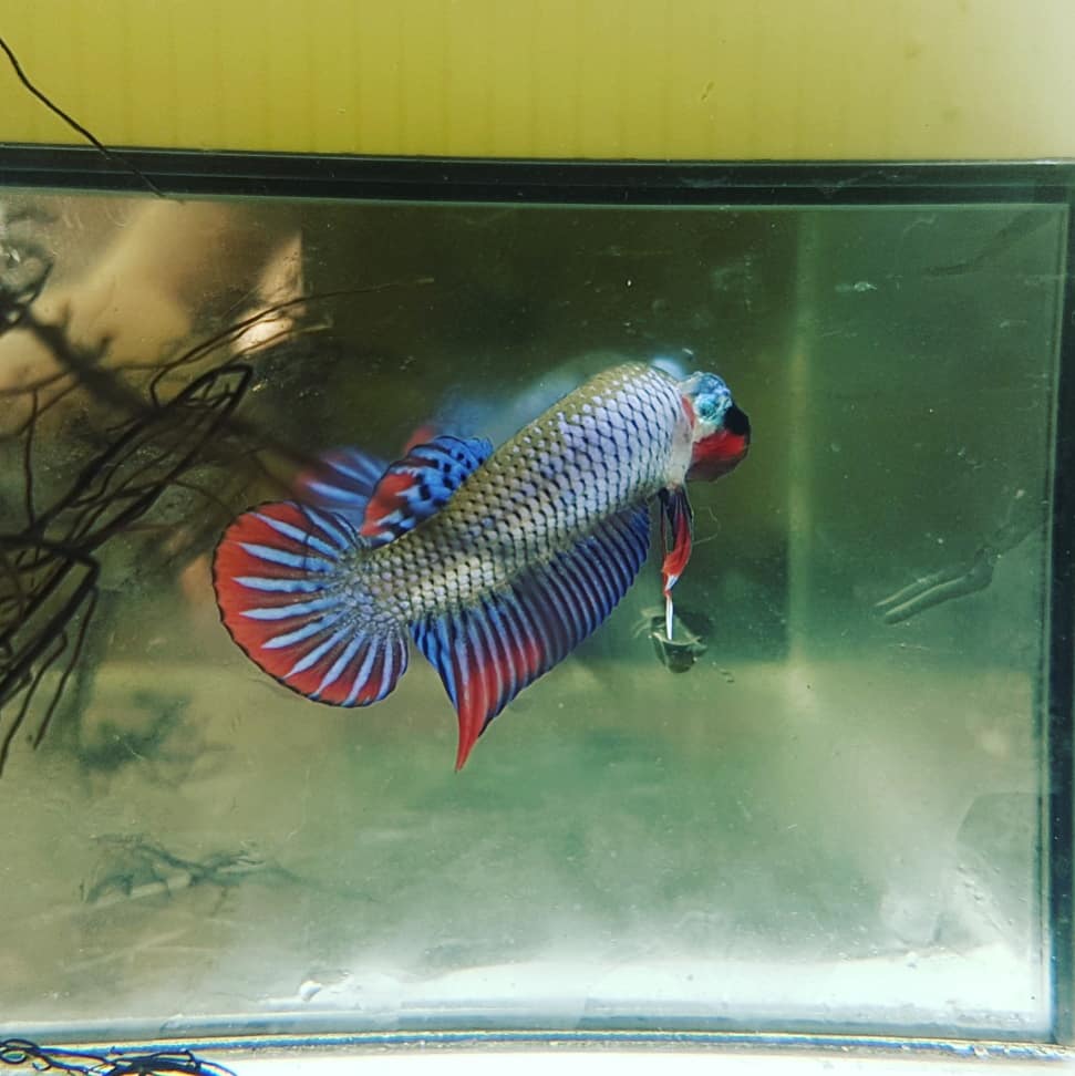 Betta Imbellis Blue