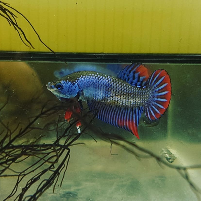 Betta Imbellis Blue