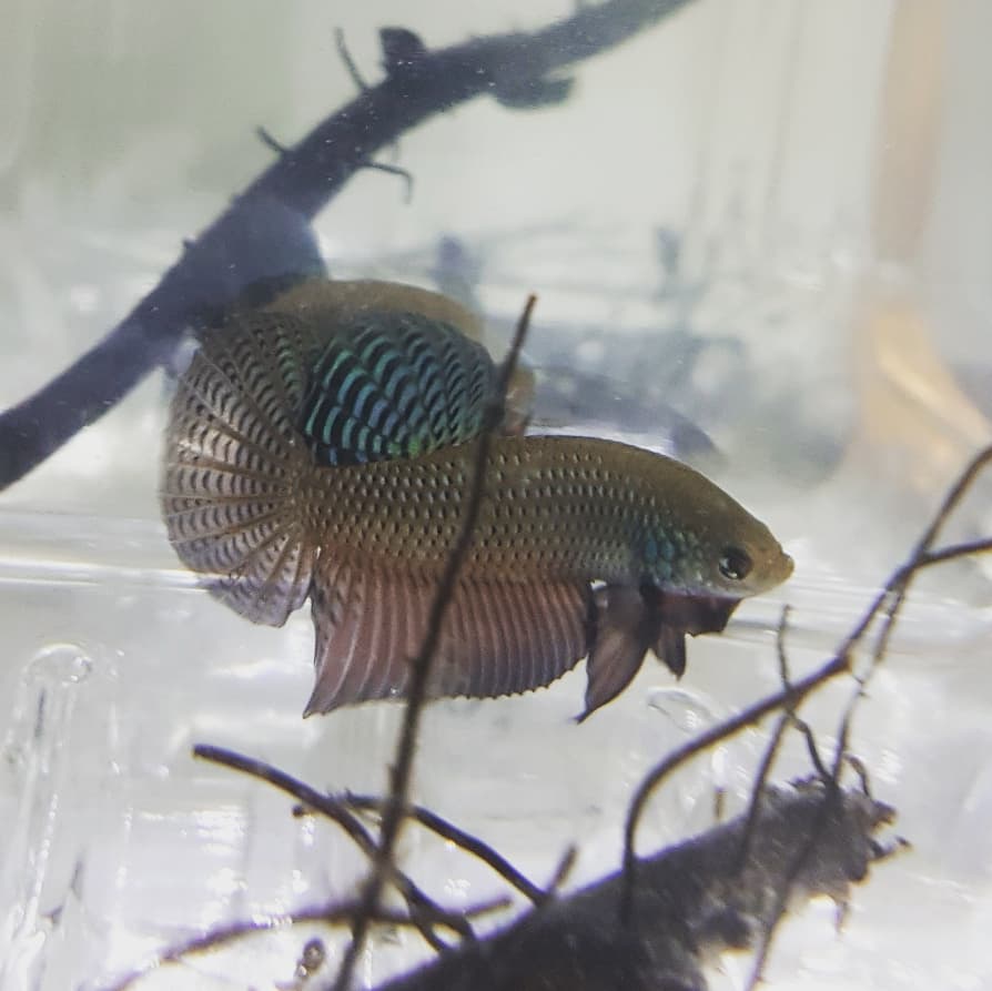 Betta Smaragdina