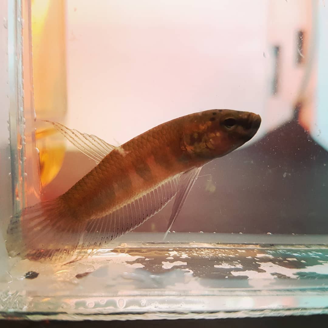 Betta Dennisyongi