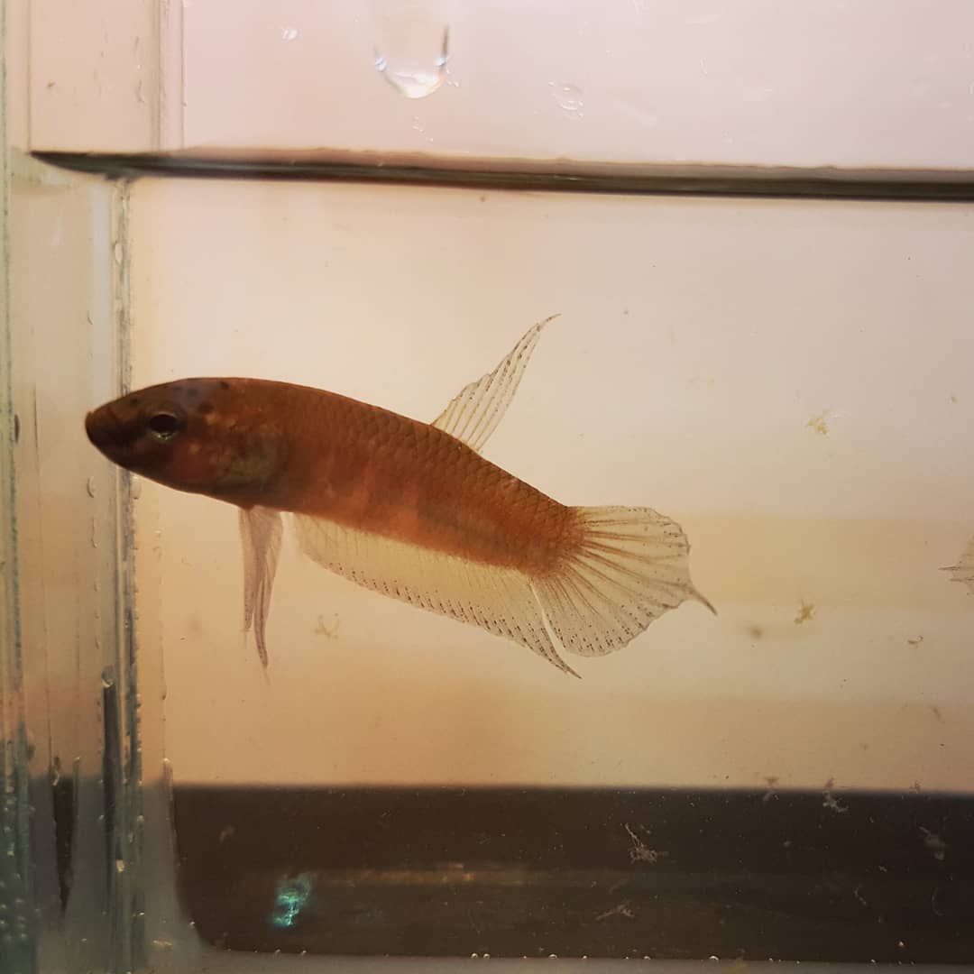 Betta Dennisyongi