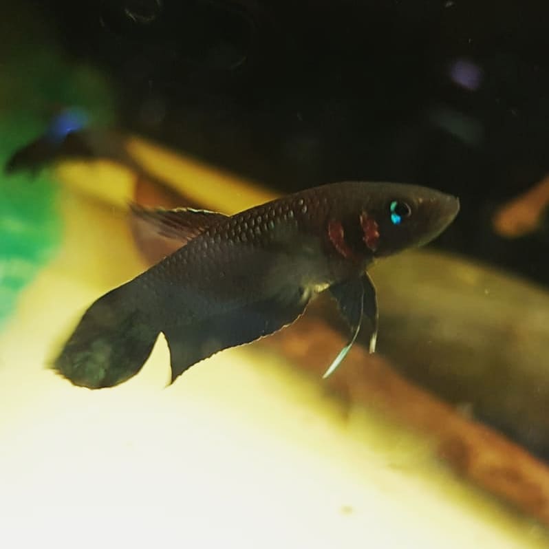 Betta Foerschi