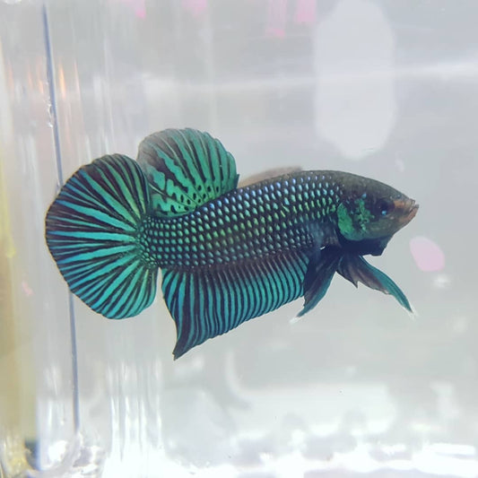 Betta Mahachaiensis