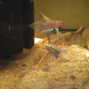 Betta Dimidiata