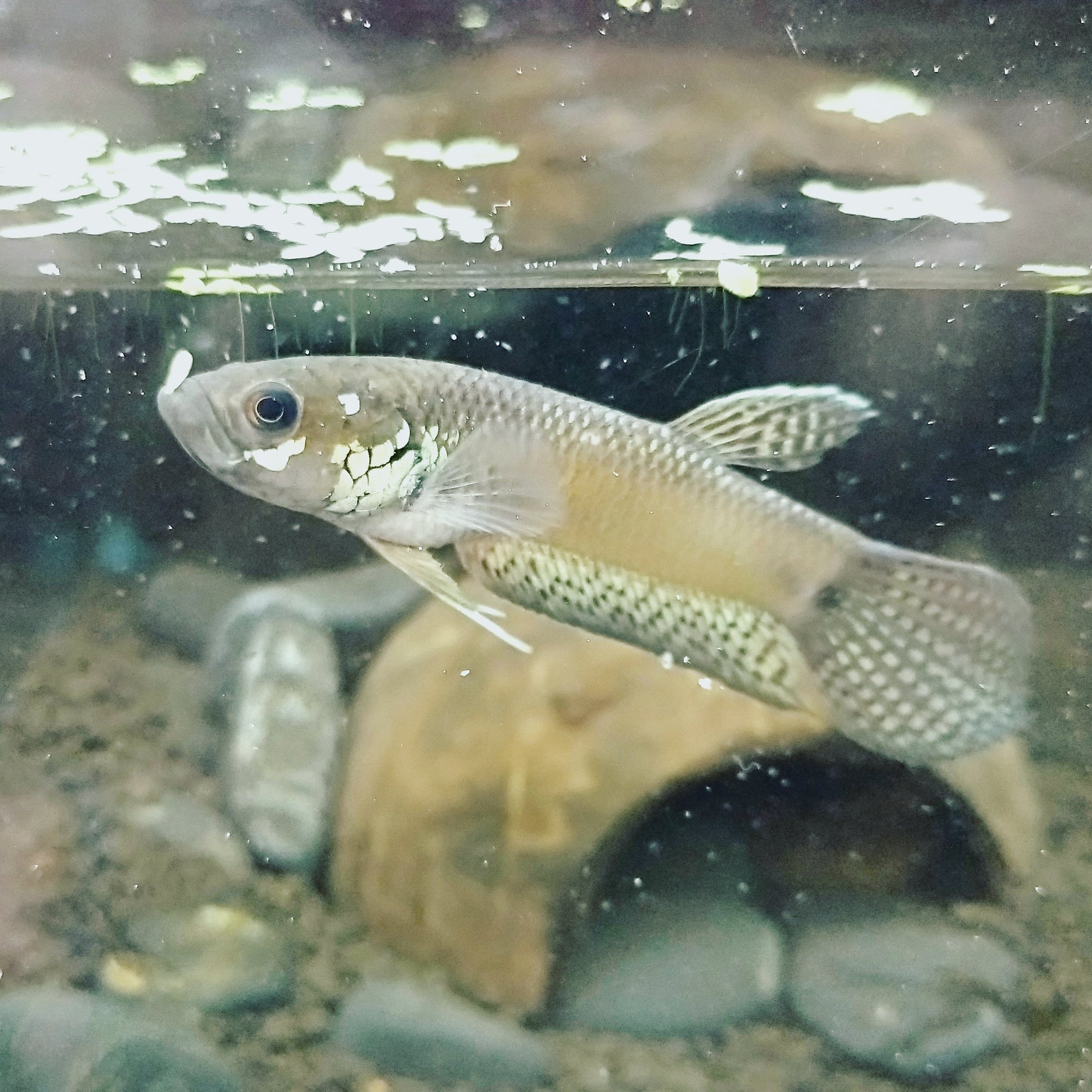 Unimaculata Long Hubung