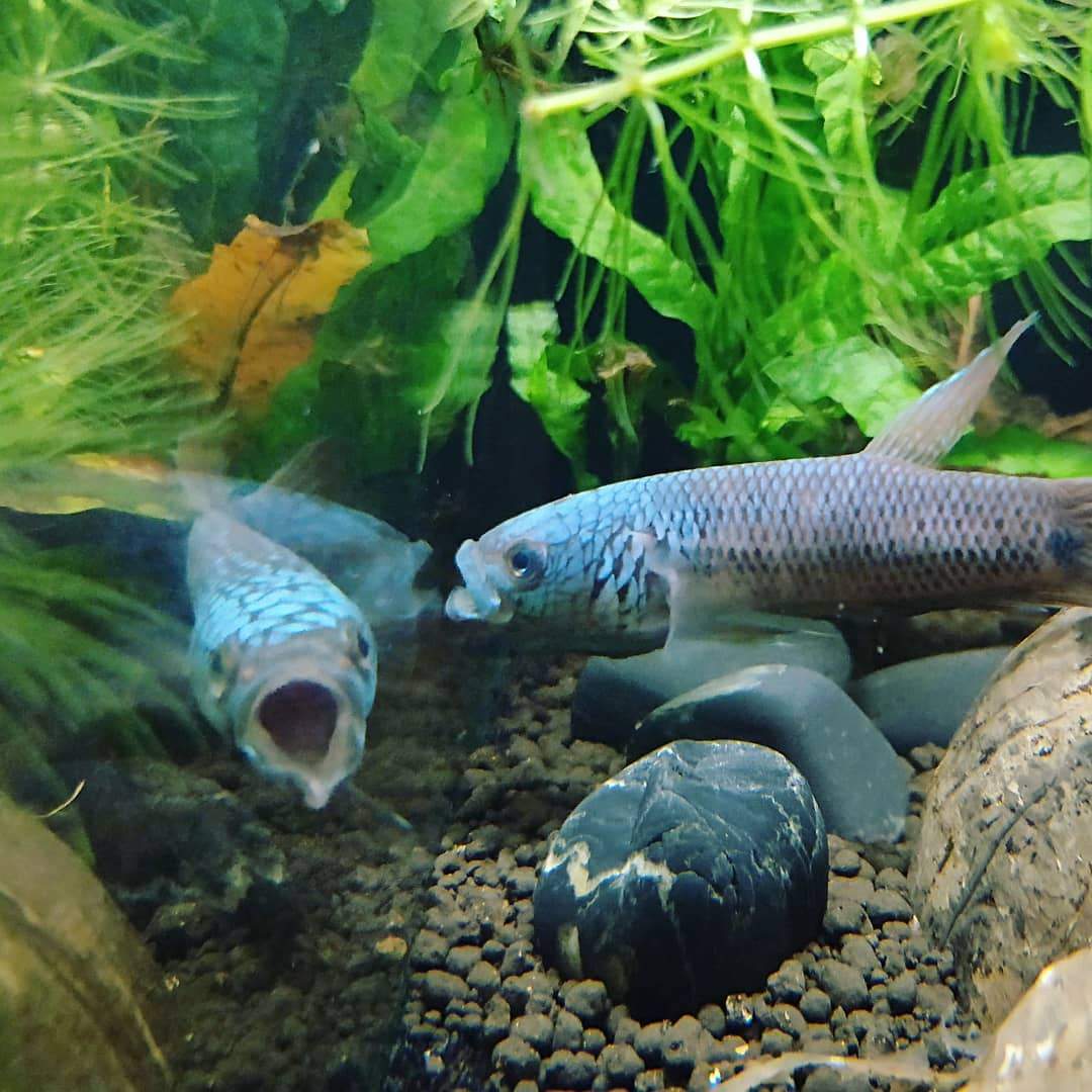 Betta sp. Antuta