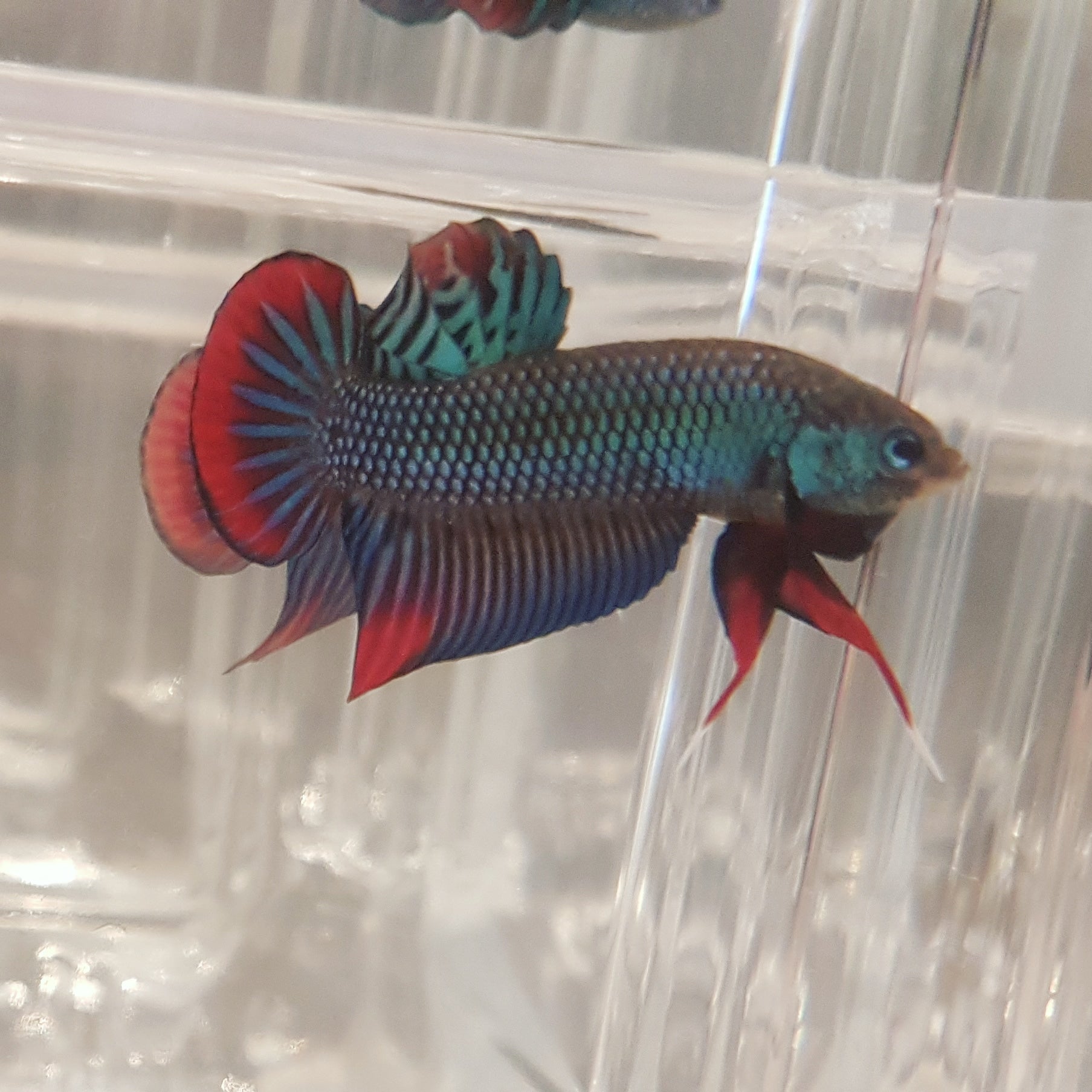Betta Imbellis