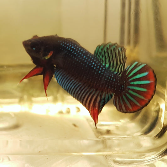 Betta Siamorientalis