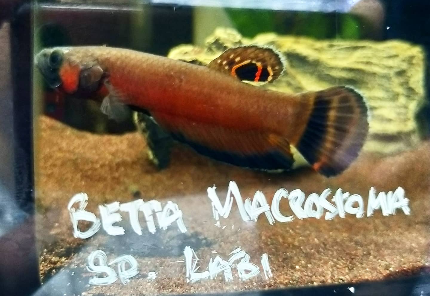 Betta Macrostoma