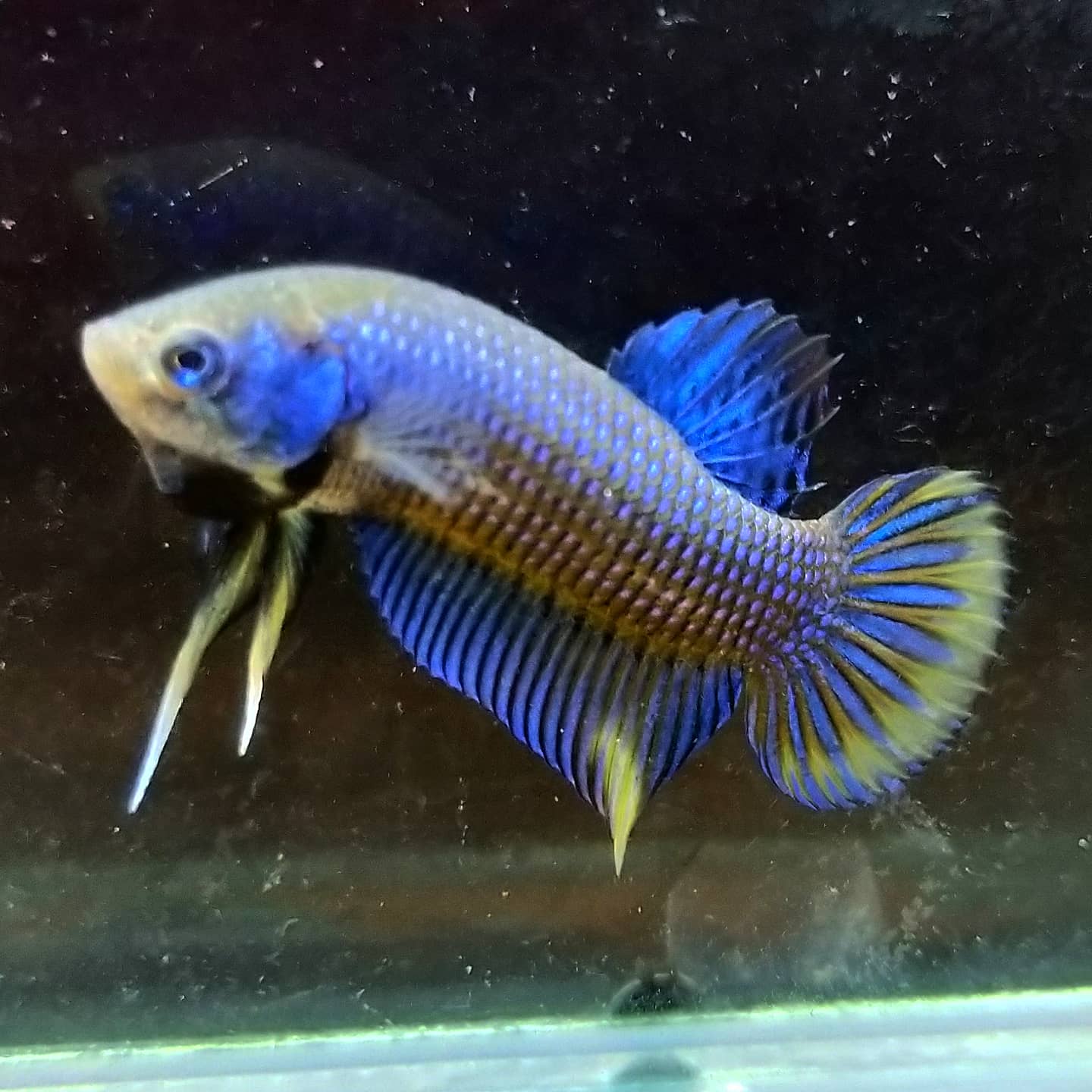Betta Imbellis
